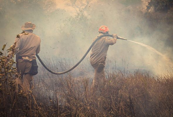 Two firefighters combatting a wildfire in Mato Grosso, Brazil, showcasing courage and teamwork.